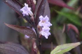 Image result for Strobilanthes anisophylla