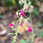 Image result for Grona adscendens