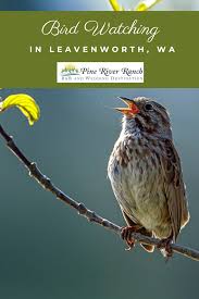 Birds Of Western Washington State Have The Best Time Bird Watching In Leavenworth Wa In 2020 Bird Watching Bird Leavenworth