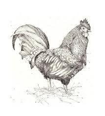 Pencil Drawing Of A Cockerel Drawings Drawing Illustrations Animal Drawings