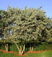 Image result for Conocarpus erectus