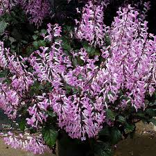 Image result for Plectranthus elegans