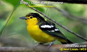 Namun tenang saja, kalian bisa mendengarkan suara cipoh besar dibawah ini meski dalam durasi yang pendek. Perawatan Burung Sirpu Si Mungil Nan Merdu Om Kicau