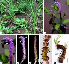 Image result for Aponogeton junceus