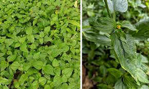 Image result for Synedrella nodiflora