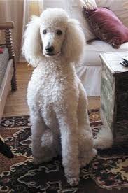Black And White Standard Poodle For Sale Front View A Curly Coated White Standard Poodle Dog Sitting On A Rug Looking Forward There Is A Wooden Chest To The Poodle Puppy Standard Poodle Poodle Dog