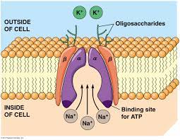 Sodium Potassium Pump Cell Biology Biology Notes Biology