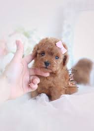Red Poodle Puppy For Sale Teacup Puppies 184 Teacup Puppies Toy Poodle Puppies Poodle Puppy