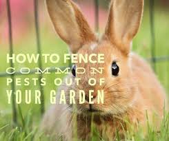 No other tactic offers complete control, keeping deer out of the garden. Garden Fencing A Roundup Of The Best Ideas Gardening Channel
