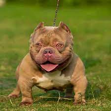 China Thai Bullys – The Home Of The American Bully Noveau