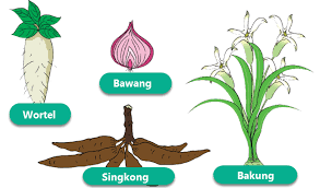 Adapun mengenai cirinya adalah sebagai berikut. Pembelajaran 4 Subtema 4 Pertumbuhan Dan Perkembangan Tumbuhan Mikirbae Com