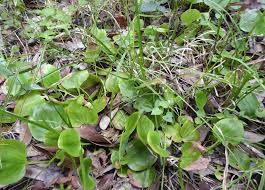 Image result for Senecio strictifolius