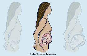 Common Physical Changes During The Second Trimester Of Pregnancy Healthy Families Bc