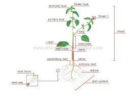 Structure Of A Plant Image Plant Images Earth Science Homeschool Plants