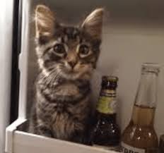 Evine kedi almak isteyen kişilerin kafasında soru oluşur. Kedim Disi Mi Erkek Mi Kedilerde Cinsiyet Nasil Belirlenir