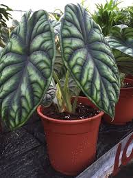 Alocasia Dragon Scale Plant In A 17cm Pot Elephants Ear Plant Elephant Ear Plant Unusual Plants Alocasia Plant