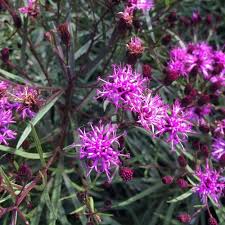 Image result for Vernonia smithiana