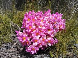 Image result for Harveya