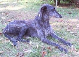 Side View The Right Side Of A Wiry Looking Black With Gray And White Scottish Deerhound That Is Laying Across Grass A Scottish Deerhound Deerhound Dog Breeds