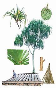 Image result for Pandanus odoratissimus