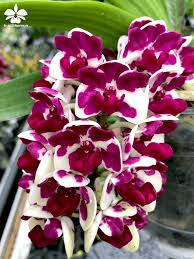 Unsere Orchideen Fur Die Sudostasien Ausstellung Im Berggarten In Den Herrenhauser Garten Von Hannover Die Am 24 Ja Orchideen Garten Orchideen Orchideenarten