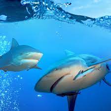 Displaying 22 questions associated with risk. 30 Awesome Shark Questions Answered We Love Sharks