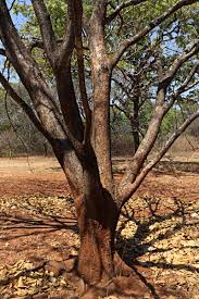 Image result for Sterculia tragacantha