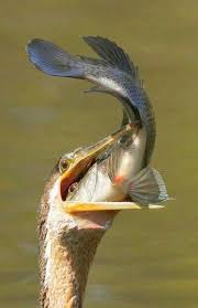 Pin De Yusuf Em Oi1 Aves Belas Animais Da Natureza Animais Gigantes