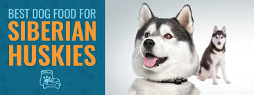 In a dog food buying guide, you can read more about the you are here: Best Dog Food For Huskies Top 7 In 2021 Reviewed For Puppies Adults And Seniors Animalso