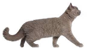 british shorthair daha fazlasi icin https enpati net british shorthair kedi