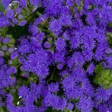 Flowers Lover Ageratum Flower Images