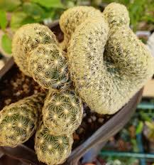 We did not find results for: Everything You Need To Know About The Brain Cactus Succulent City