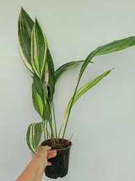 Image result for Aspidistra