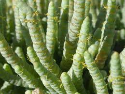 Image result for Halosarcia