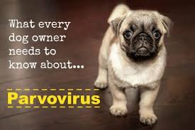 We did not find results for: Parvo Vaccine Safety P E T S Clinic Wichita Falls Texas