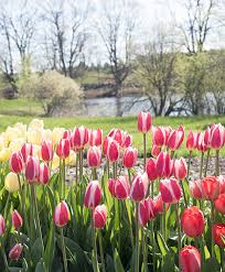 Wholesale & retail fresh flowers supplier in qatar #bouquets #wedding #flowers for all occasions call or whatsapp +974 5064 2568 shop online www.blacktulipflowers.qa. Tulip Tulipa Spp Growing Information Spring Flowering Bulb Culture