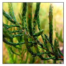 Image result for Elytraria