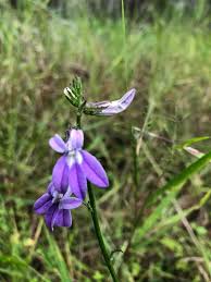 Image result for Elionurus