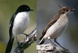 Perbedaan terletak pada warna burung pleci jantan yang cenderung lebih gelap dibandingkan dengan betina yang lebih cerah. Mengetahui Habitat Burung Decu Dan Perkembangbiakannya