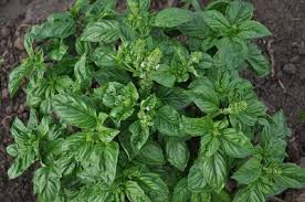 Image result for Ocimum angustifolium
