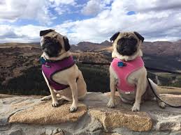 It's a great place to meet pugs & their people. Two Pugs Bakery Home Facebook