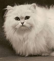 White Chinchilla Cats Pets Photos Cats Gorgeous Cats White Cats