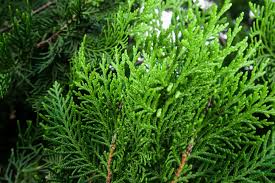 Arborvitae is an evergreen shrub, with some varieties hardy to usda hardiness zone 2. The Difference Between Evergreens And Conifers