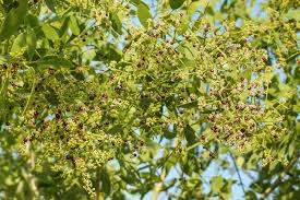 Image result for Salvadora australis