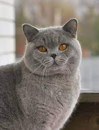 780 Fluffers Friends Ideas In 2021 British Shorthair Cats Cute Cats Cats
