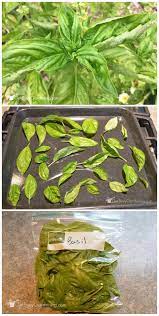 We think, anyone would love the idea of adding fresh 'out of the garden' produce to their food, instead of buying from stores. Fresh Basil Preservation Freeze And Store In Bags Fresh Herb Recipes Store Fresh Herbs Freezing Fresh Herbs