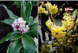 Image result for Thymelaeaceae