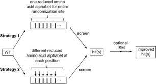 The english alphabet consists of 26 letters: New Concepts For Increasing The Efficiency In Directed Evolution Of Stereoselective Enzymes Sun 2016 Chemistry A European Journal Wiley Online Library