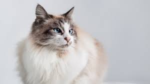 Kedi Irklari