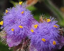 Image result for Cyanotis longifolia